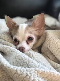 Learn more about puppy rescue of minnesota in minneapolis, mn, and search the available pets they have up for adoption on petfinder. Chihuahua Dog For Adoption In Minneapolis Mn Adn 786136 On Puppyfinder Com Gender Female Age Senior Dog Adoption Chihuahua Dogs Chihuahua