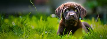 Enter your zip code & find info on low cost vet. Veterinarian And Animal Hospital In Wilmington De Centreville Veterinary Hospital Centreville Veterinary Hospital