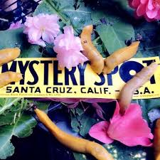 This property is not currently available for sale. The Mystery Spot Home Facebook