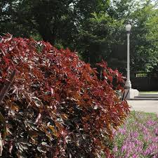 Check spelling or type a new query. Mahogany Splendor Hibiscus