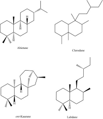 Image result for Tinnea antiscorbutica