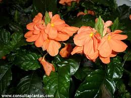 Image result for Crossandra nilotica