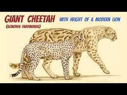 Giant Cheetah Acinonyx Pardinensis The Great Swift Hunter Of European Asian Plains Youtube Cheetah Giants Animals Artwork