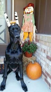 Check spelling or type a new query. 6 Month Old Black Great Dane Longo Miller N Lore S Here Comes The Son Enzo Ch Longo S Chandler Brown X Bis Bis Great Dane Dogs Great Dane Great Dane Puppy