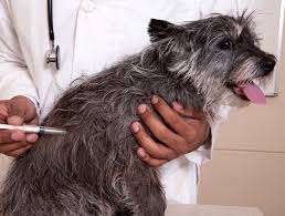 Find low cost pet vet on topsearch.co. Low Cost Pet Vaccination Clinic Arcola Feed