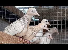 Jual dan cari hewan peliharaan terbaru di depok kota, temukan listing hewan peliharaan terbaru hanya di olx tempat jual beli terlengkap di depok kota. Peternakan Perkutut Putih Hitam Cemani Udan Mas Youtube