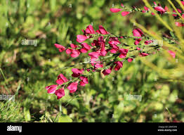 Image result for Eriosema vanderystii