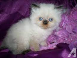 Contact michigan persian and himalayan kittens on messenger. Cfa Himalayan Kittens For Sale In Greenville Michigan Classified Americanlisted Com