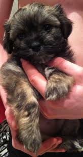 The shiranian breed is intelligent, lovable, very affectionate and loyal, sociable, outgoing, cheerful, eager to learn, and energetic. Shiranian Puppy For Sale South Shields Tyne And Wear Pets4homes