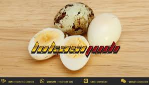 Cara merawat ayam jago pro dan kontra, pelajari mana yang paling baik menurut kamu dan keputusan akhir berada di tanganmu. Kemanjuran Telur Puyuh Untuk Bangkok Tarung Ayam Jago Situs Lokasi Judi Sabung Ayam S128 Dan Adu Ayam Sv388 æ¥½å¤©ãƒ–ãƒ­ã‚°