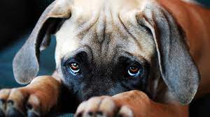 Are you a dog store owner looking for dog pictures to use for products such as. Canines Evolved Puppy Dog Eyes To Woo Human Companions Nova Pbs Nova Pbs