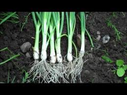 Our observations of leek in vitro stages demonstrated that by stage 3 wax crystals were structurally similar to those on growth chamber seedlings and market plants. How To Grow Spring Onions From Seed Youtube