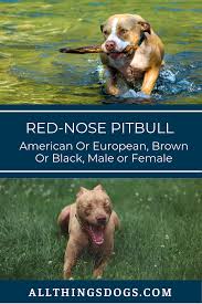 Tiger Stripe Black And Brown Pitbull Red Nose Pitbull American Or European Brown Or Black Male Or Female Red Nose Pitbull Pitbulls Pitbull Dog Breed