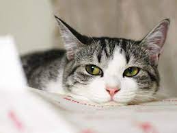 a vy znali kakova srednyaya prodolzhitelnost zhizni koshek v domashnih