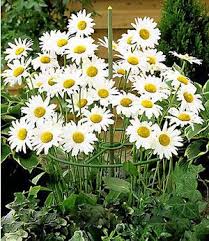 Shop mein schoener garten gutscheine 2020 ➔ alle rabattcodes dezember. Mein Schoner Garten Bienenfreundliches Staudenbeet 21 Pflanzen Gunstig Online Kaufen Mein Schoner Garten Shop Stauden Staudenbeet Staudengarten