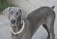 Dark gray = blue weimaraner. Weimaraner Wikipedia