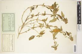 Image result for Lankesteria alba