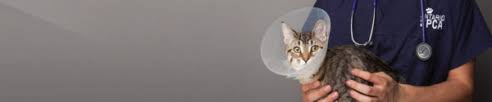 Spaying and neutering of our pets is extremely important. Spay Neuter Fees Ontario Spca And Humane Society