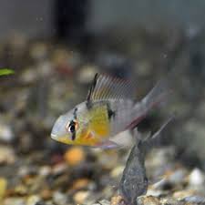 Dwarf bolivian rams are tranquil, omnivores that are ideal for any community tank. Bolivian Ram 9 00