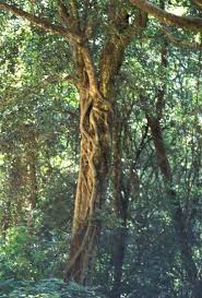 Image result for Ficus craterostoma