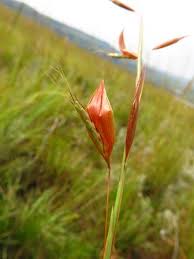 Image result for Monocymbium