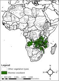 Image result for Maerua prittwitzii