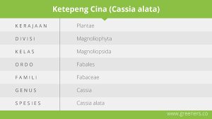 Daun penh fc, phnom penh, cambodia. Ketepeng Cina Ampuh Mengobati Penyakit Kulit Greeners Co