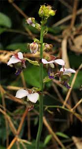 Image result for Eulophia horsfallii