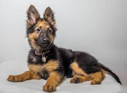 Your order benefits rescue animals in need. Dogs Dog Rescue Dorset Waggy Tails Rescue