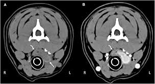 Best nonwoven absorbent towel brands and get free shipping. Frontiers Coccidioides Posadasii In A Dog With Cervical Dissemination Complicated By Esophageal Fistula Veterinary Science