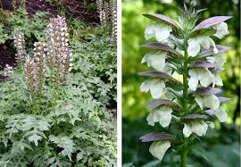 Image result for Aeollanthus pubescens