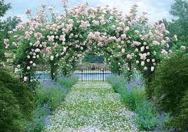 Rosa 'new dawn' is a light pink modern climbing rose cultivar, discovered by somerset rose nursery in new jersey in 1930. Pin On Gardens