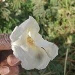 Image result for Merremia pterygocaulos