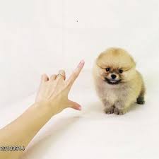 Browse our tiny teacup puppies for sale, and fall madly in love! Chicago Teacup Pomeranian Perfect Puppy Com