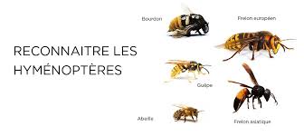 Abeilles Guepes Bourdons Frelons Savoir Les Reconnaitre Aspivenin Frelon Abeille Bourdon