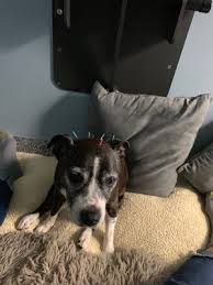 We offer integrative, holistic and traditional veterinary care for your cats and dogs! The Whole Pet Vet Hospital Amp Wellness Center 34 Photos 134 Reviews Veterinarians 325 Los Gatos Saratoga Rd Los Gatos Ca Phone Number Yelp