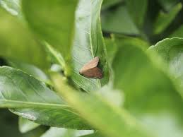 蓼食う虫も好き好き