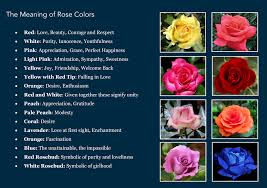The Many Shades Of Roses Focused Inquiry Class 112