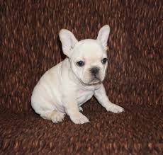 French bulldog puppies for sale. Cream French Bulldog Los Angeles Ca For Sale Pet Loan Available Here French Bulldog In Los Angeles