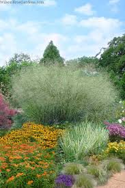 Image result for Panicum novemnerve