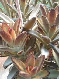 Kalanchoe Tomentosa Chocolate Soldier World Of Succulents Succulents Air Plant Garden Plants
