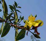 Image result for Hypericum quartinianum