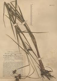 Image result for Fuirena pubescens