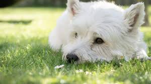Top 4 Westie Haircut Styles For 2019 The Dog People By