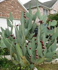 Skidmore contemporary art, santa monica ca. Foraging Texas Cow S Tongue Cactus