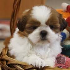 Ramona The Female Shih Tzu New Jersey Shih Tzu Breeders Shih Tzu Breeders Shih Tzu Shih Tzu Puppy