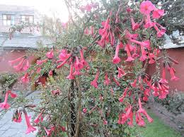 Image result for Cantua