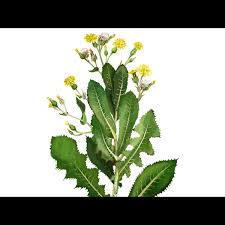 Image result for Lactuca schweinfurthii