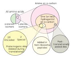 proteinogenic amino acid wikipedia