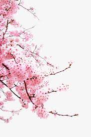 The sun illuminates the blades of grass. Flores De Cerezo Imagenes Predisenadas De Flor De Cerezo Rosado Planta Png Y Psd Para Descargar Gratis Pngtree Blossoms Art Cherry Blossom Watercolor Cherry Blossom Wallpaper
